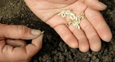 Jak správně zasadit a pečovat o okurky ve skleníku